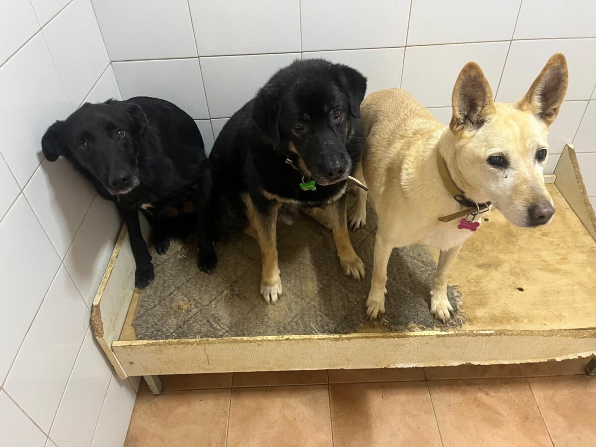 Гера 15 лет, Бонд 10 лет, Сириус 6 лет 