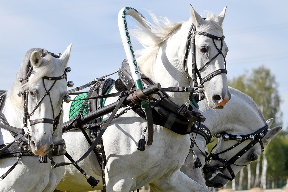    Идет Год лошади. Что это значит: попадем под лошадь? оседлаем? полетим? Русские поэты и художники давно сломали головы в поисках ответа… / Фото: Григорий Сысоев / РИА Новости