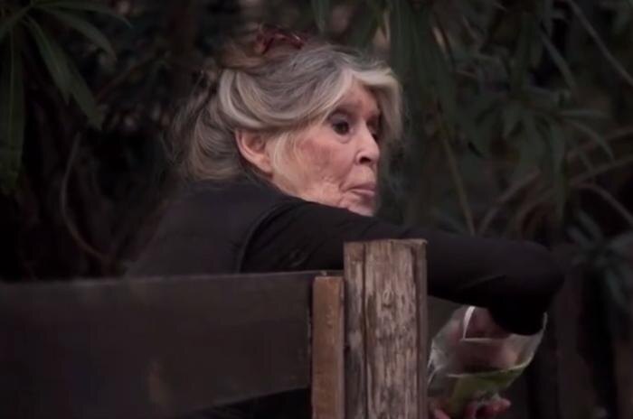 Обложка © Instagram (признан экстремистской организацией и запрещён на территории Российской Федерации) / fondationbrigittebardot