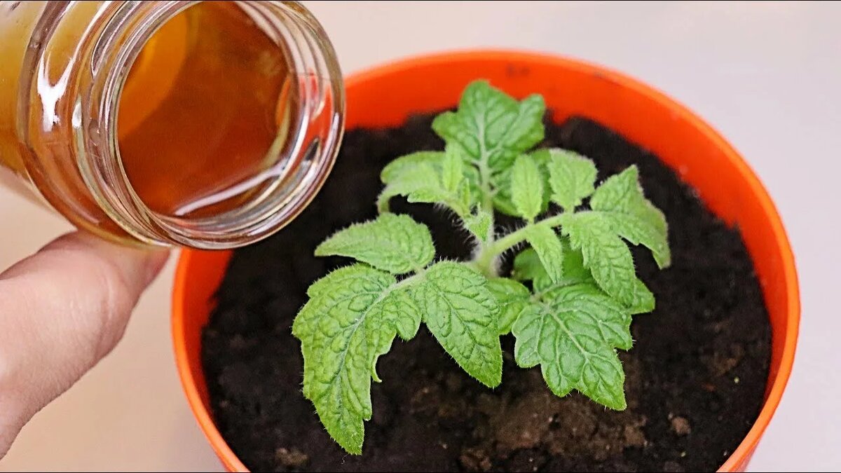 Подкормка рассады томатов