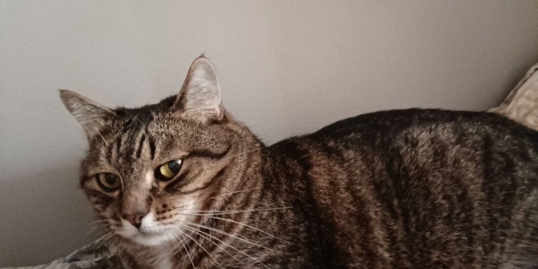 Статью про неё прочли многие, а звонок был один и тот мимо. Но кошка что-то знала и чётко вела нас к своему новому дому