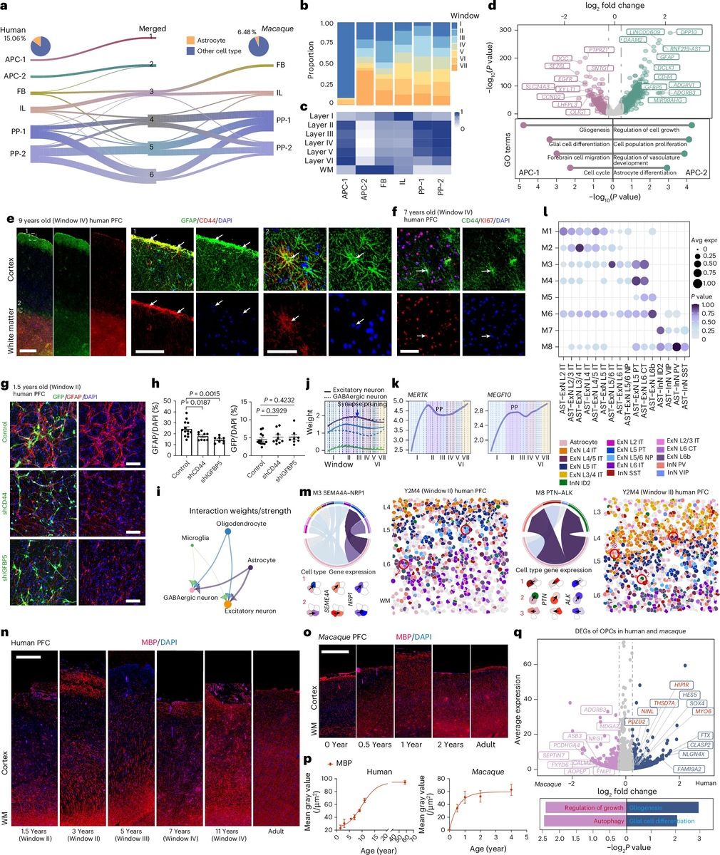    Совместное развитие нейронов и глии у человека.Nature Neuroscience