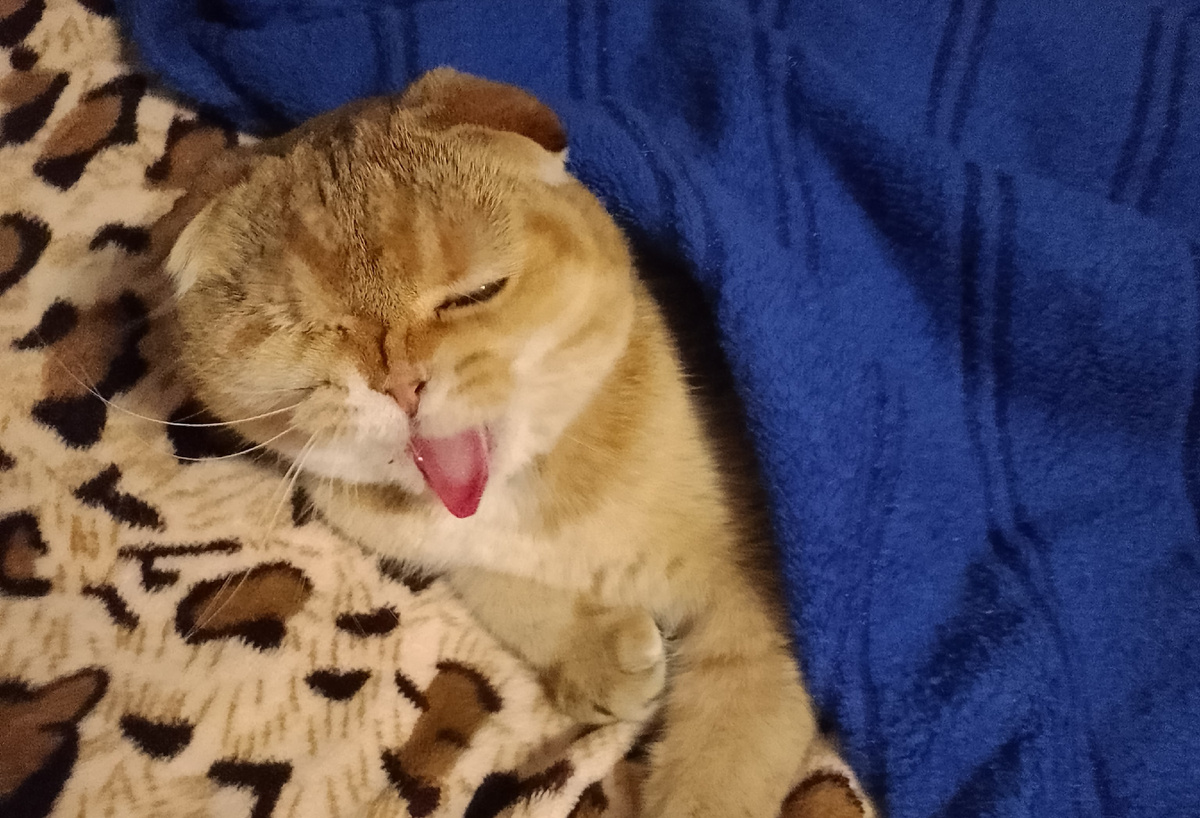 Не виноватая я ни в чём! И не мешайте спать