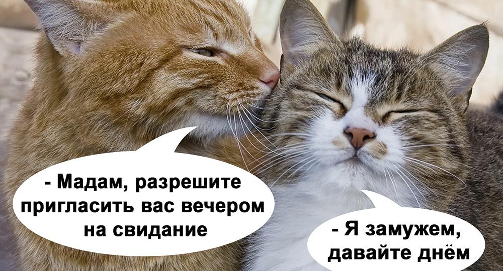 Смешные мемы с котиками и про котиков – юмор в картинках для поднятия настроения