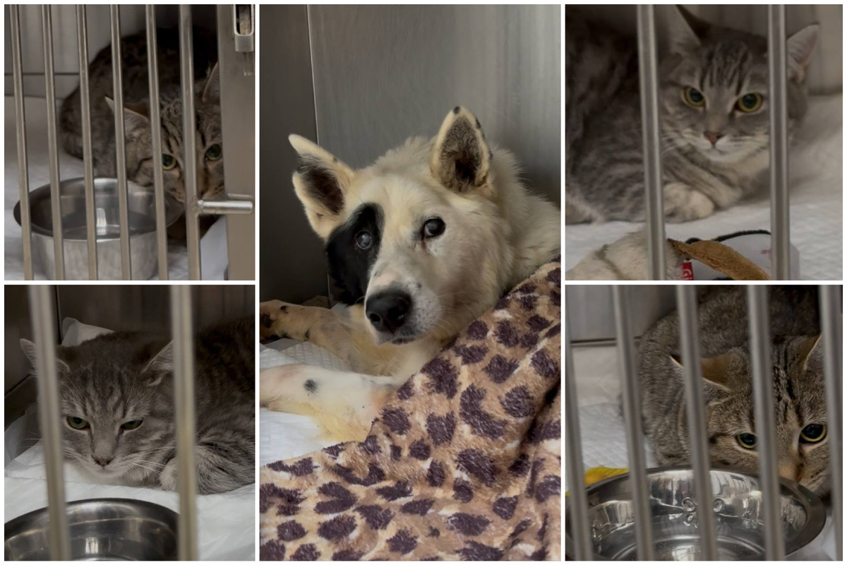  Саня, Лиза, Сеня, Соня и старичок Дружок 💔