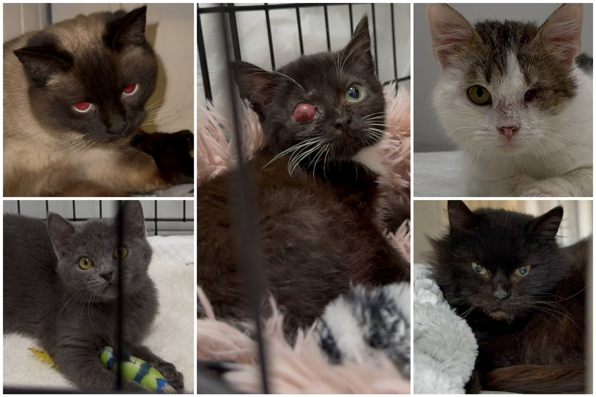 Сима, Лимурчик, Варюша, Илюша и Ася💔