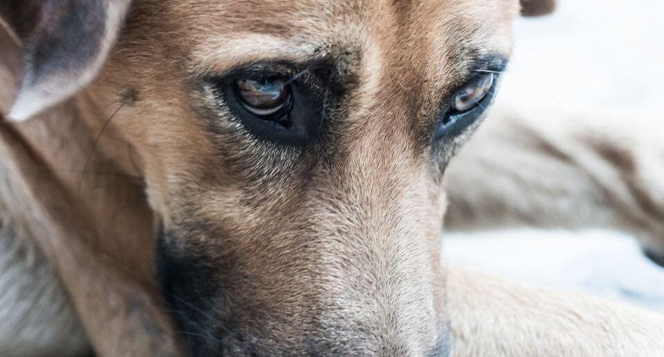    istockphoto.com/Phurinee