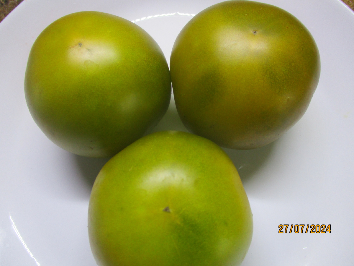 Томатный Гном Зеленая лапа кенгуру. №883 в моем каталоге. 