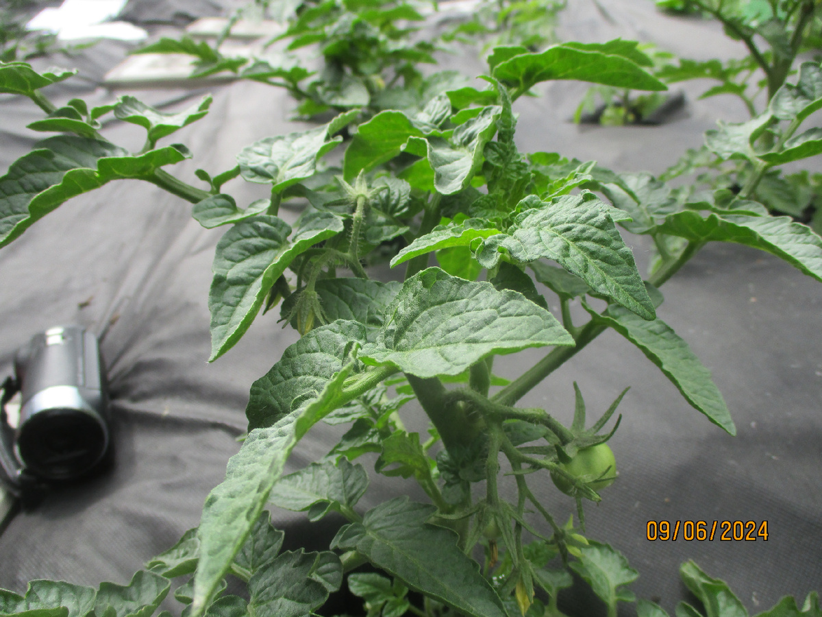 Томатный Гном Зеленая лапа кенгуру. №883 в моем каталоге. 