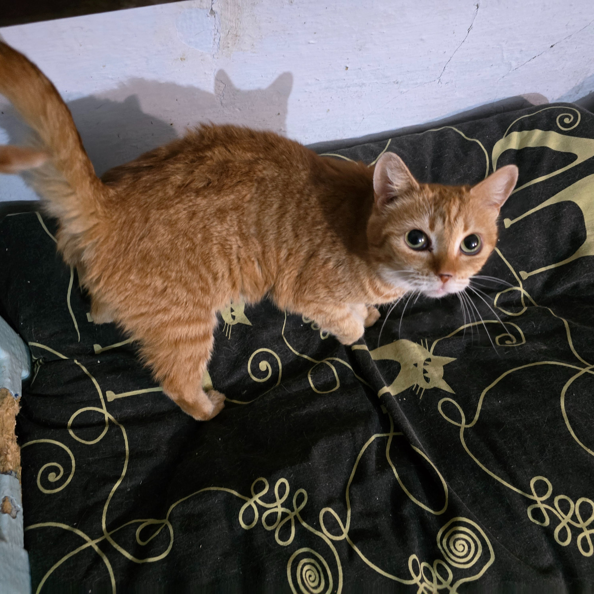 Белка с сияющими глазами