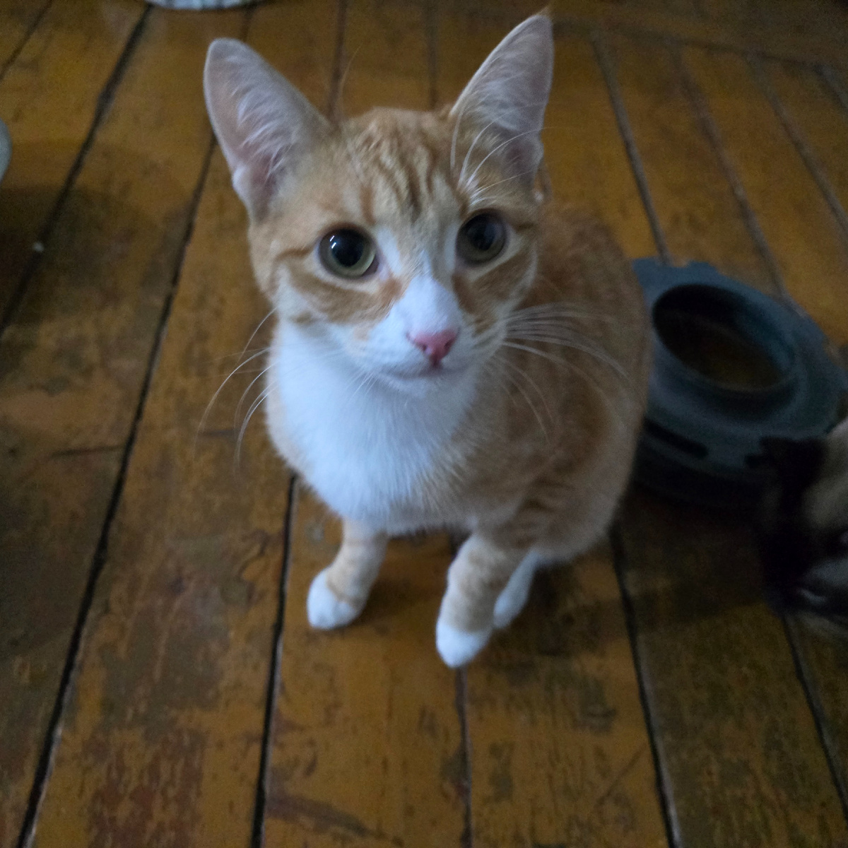 котенок смотрит снизу вверх, удивленные глаза