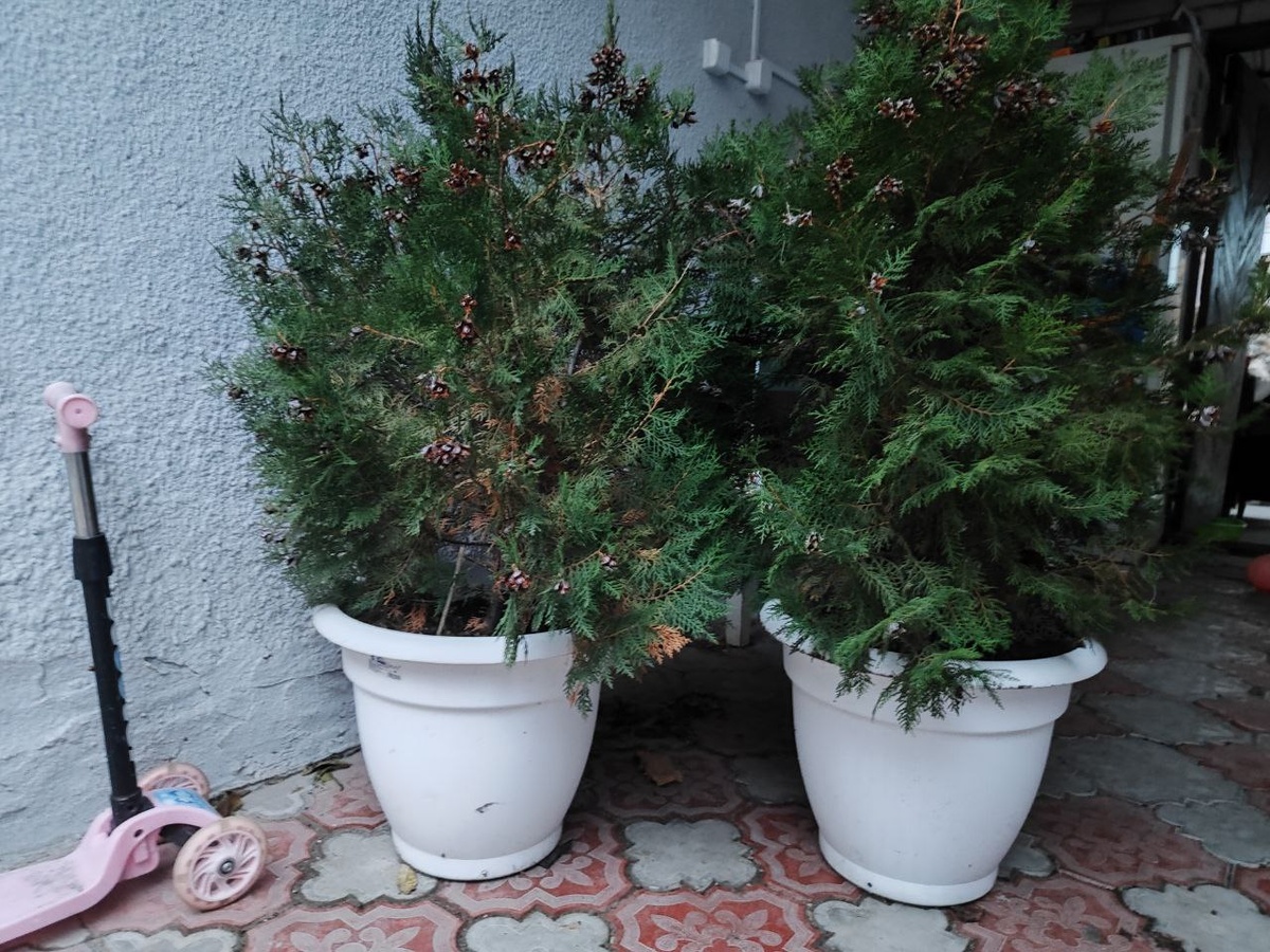 эти туи атались по двору...