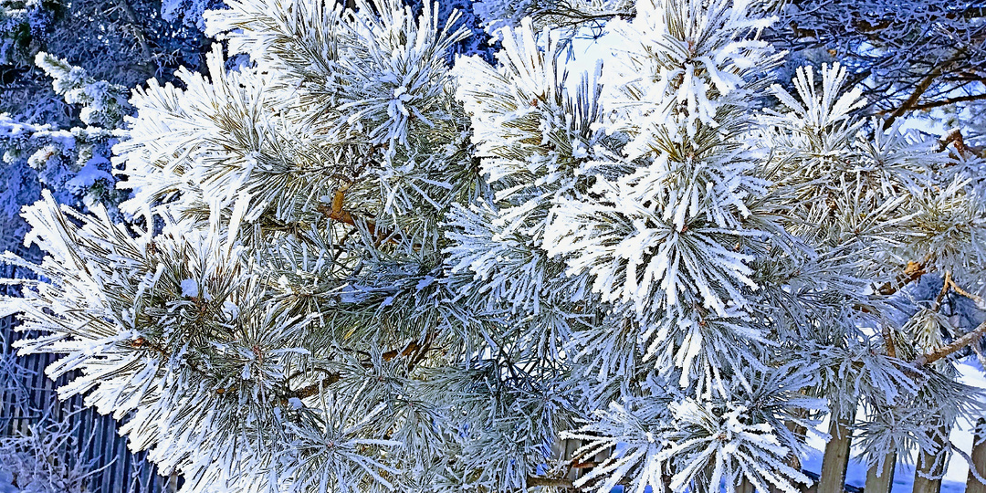 Письмо для Деда Мороза