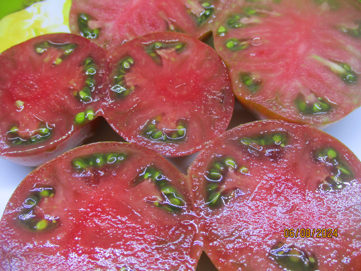 Томатный Гном Черный Волшебник. №900-24 в каталоге ОГОРОДНАЯ АЗБУКА ОЛЬГИ ЧЕРНОВОЙ.