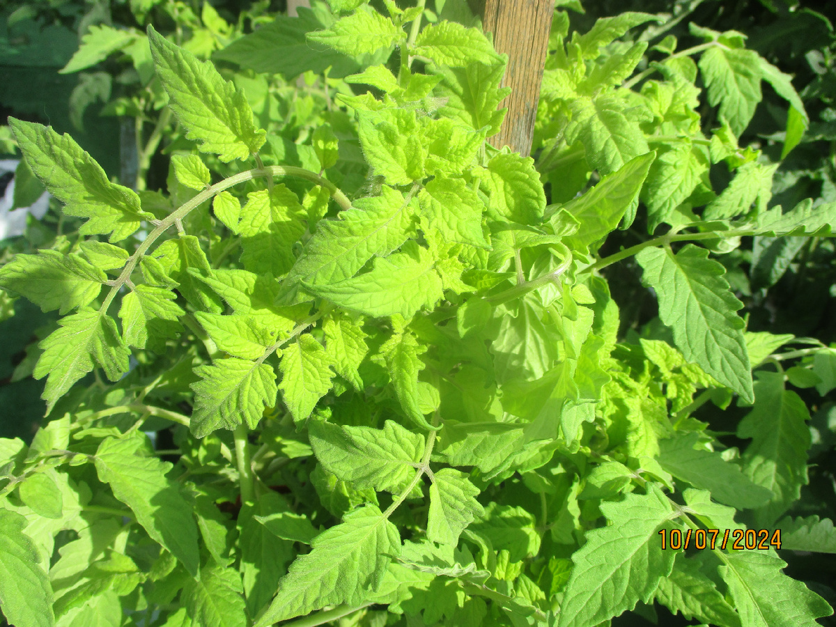 Томатный Гном Черный Волшебник. №900-24 в каталоге ОГОРОДНАЯ АЗБУКА ОЛЬГИ ЧЕРНОВОЙ.
