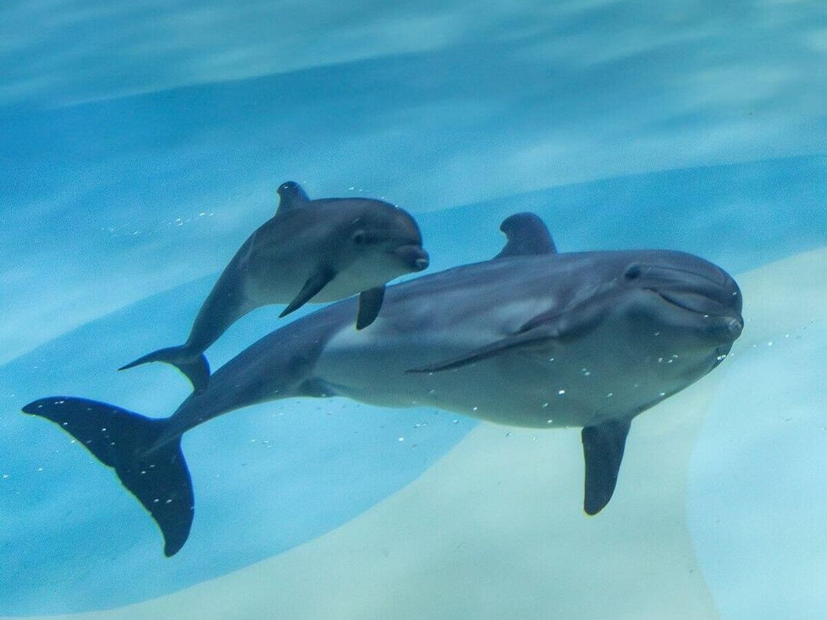    Детеныш черноморской афалины в Москвариуме | © Фото : Москвариум