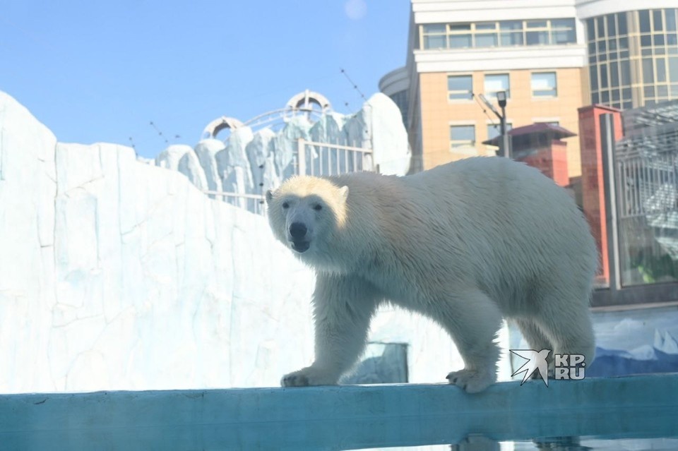    Победительницей конкурса стала белая медведица Хатанга Ольга ЮШКОВА