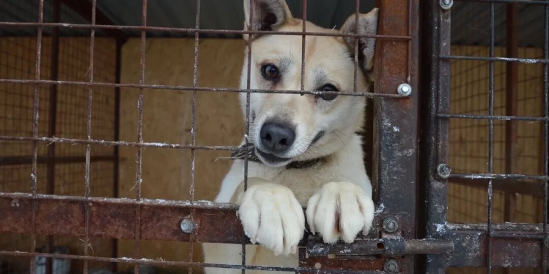 Приют для животных в Комсомольске-на-Амуре работал с нарушениями