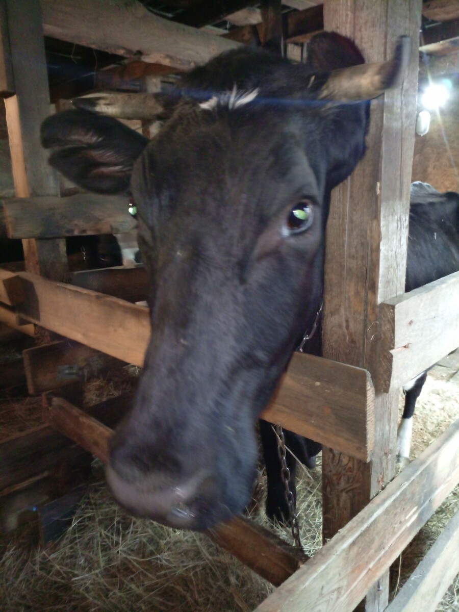 Фото из архива нашего лпх.