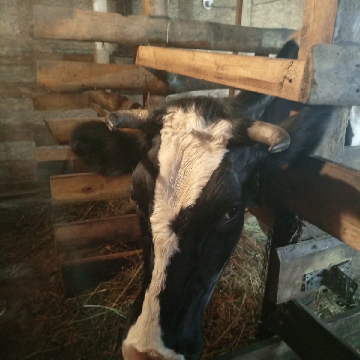 Фото из архива нашего лпх.