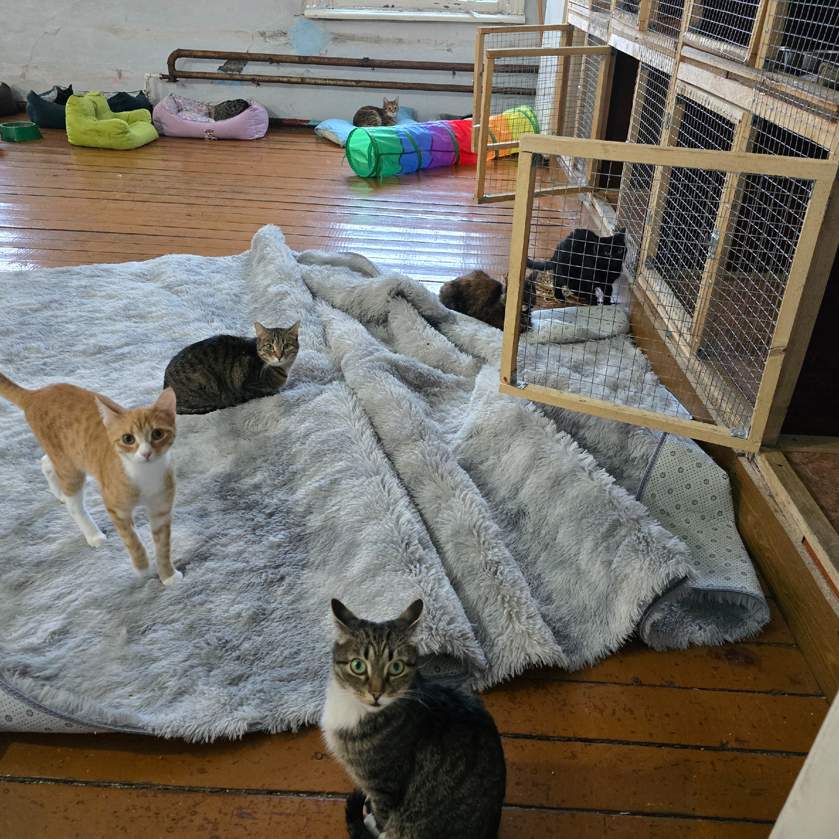 мягкие комочки на тёплом ковре