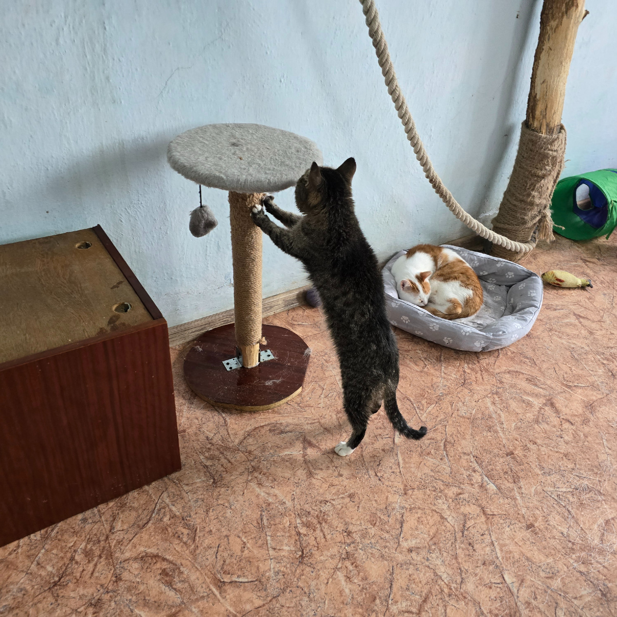 Кузя слепыш играет один