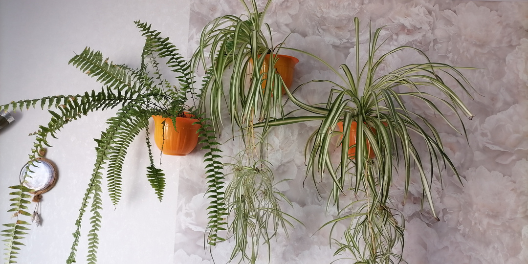 Как оживить комнатные растения после зимы: уход в феврале-марте