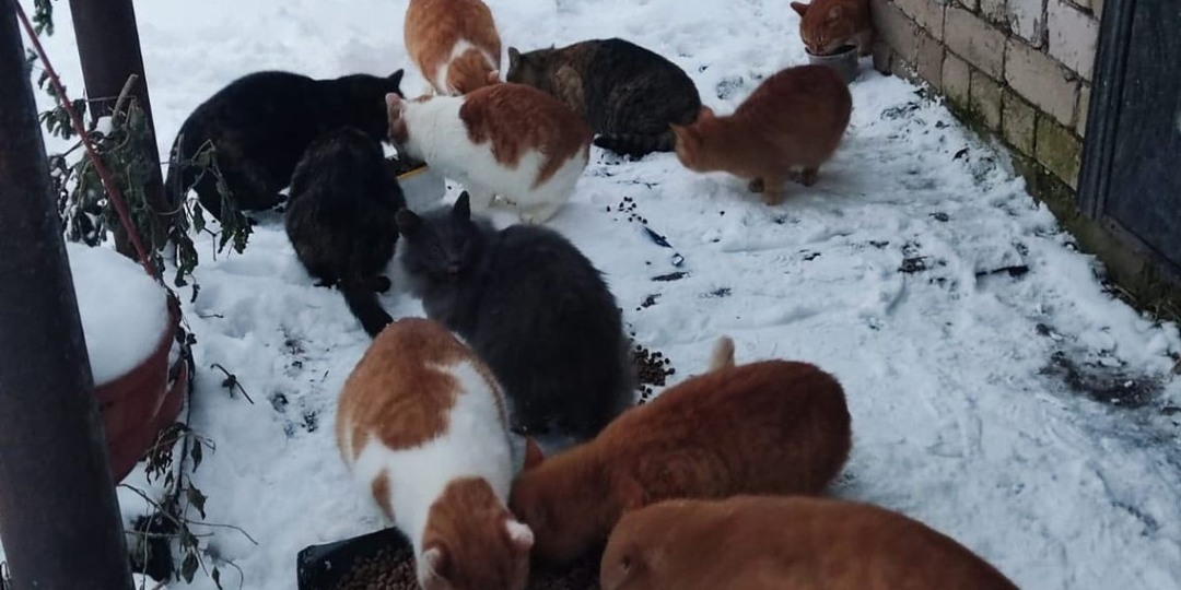 Костромичей просят помочь брошенным на дачах солнечным пушистикам