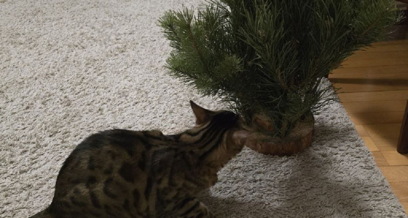    Фото Анастасии Дмитриевой