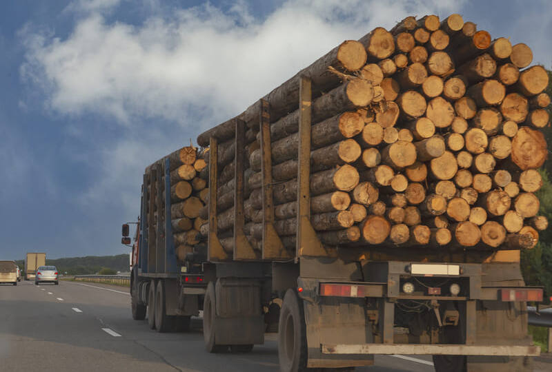 Бывший депутат Приморья, связанный с незаконным экспортом лесоматериалов, задержан в Таиланде