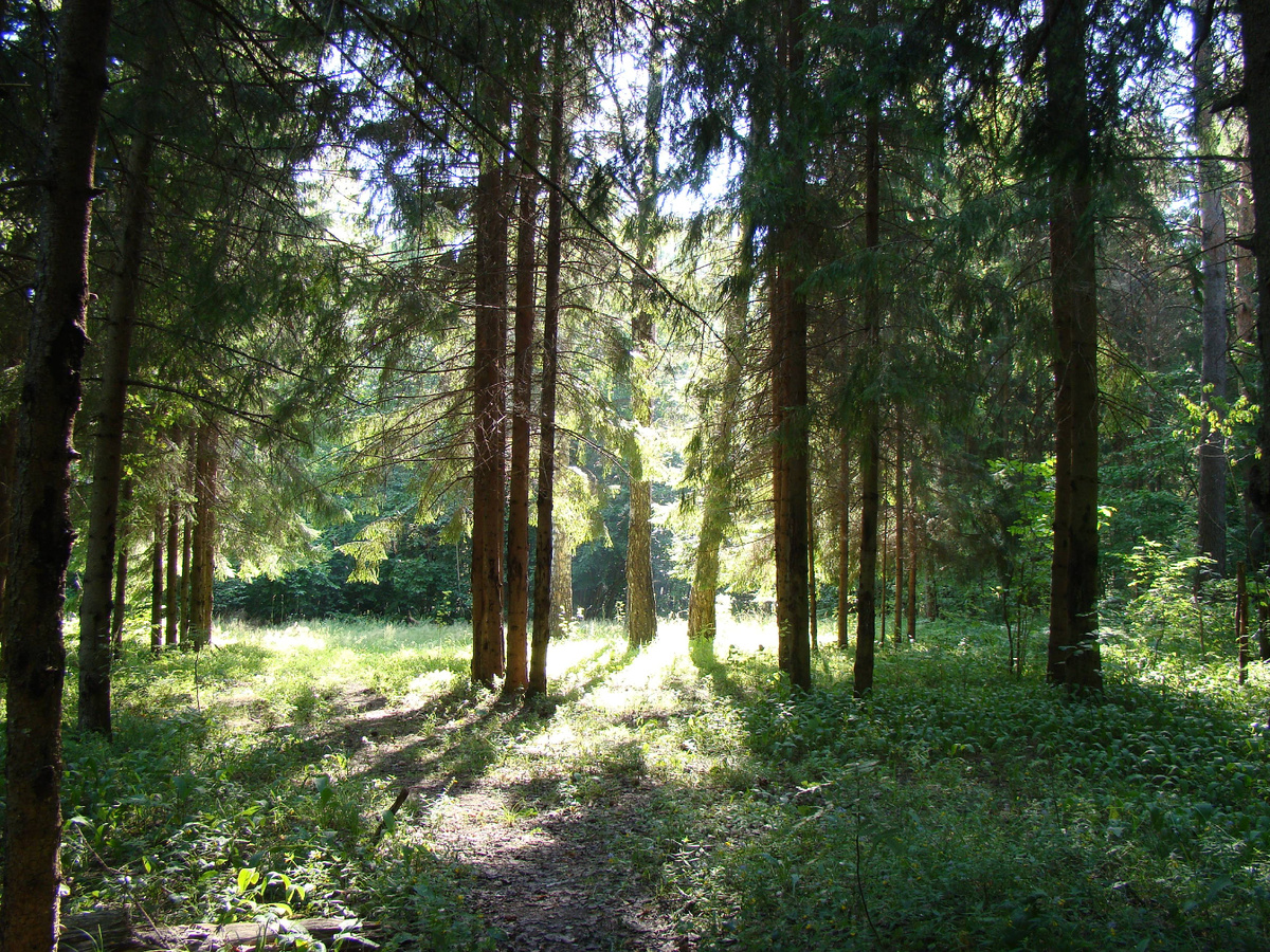 Смешанный лес, его еловая часть. Фото Лидии Бам