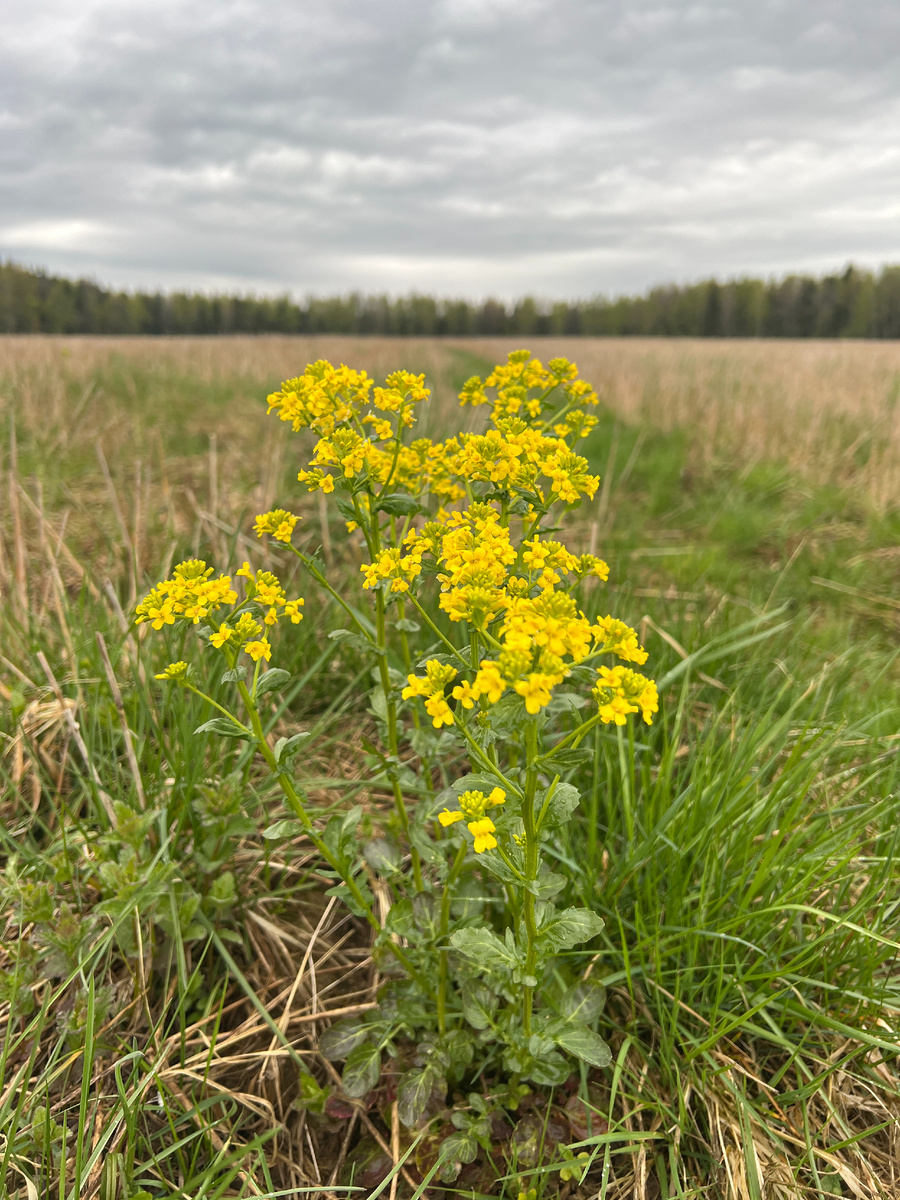 Свербига восточная. Микс капусты, хрена, редьки и чего-то ещё ядреного. Фото Лидии Бам