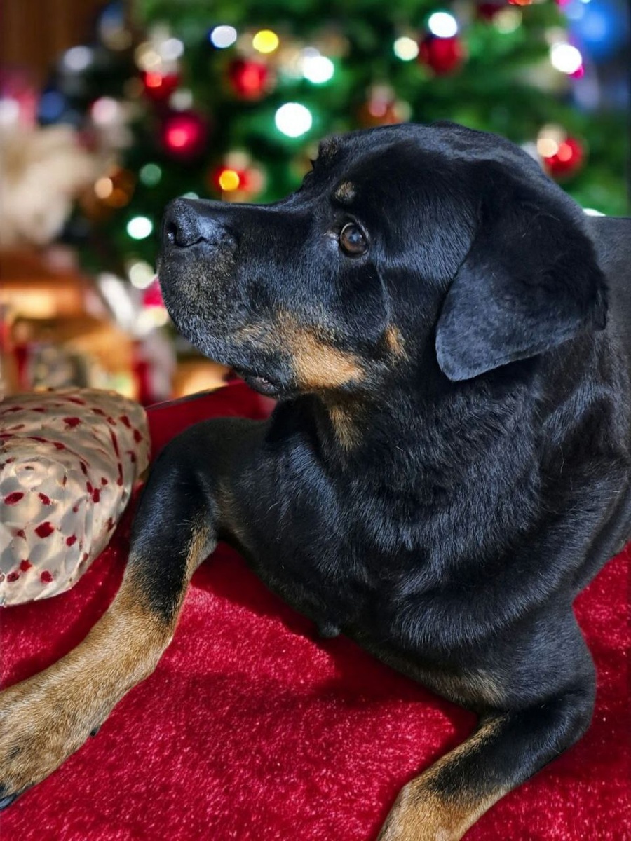 фото автора обработано автором