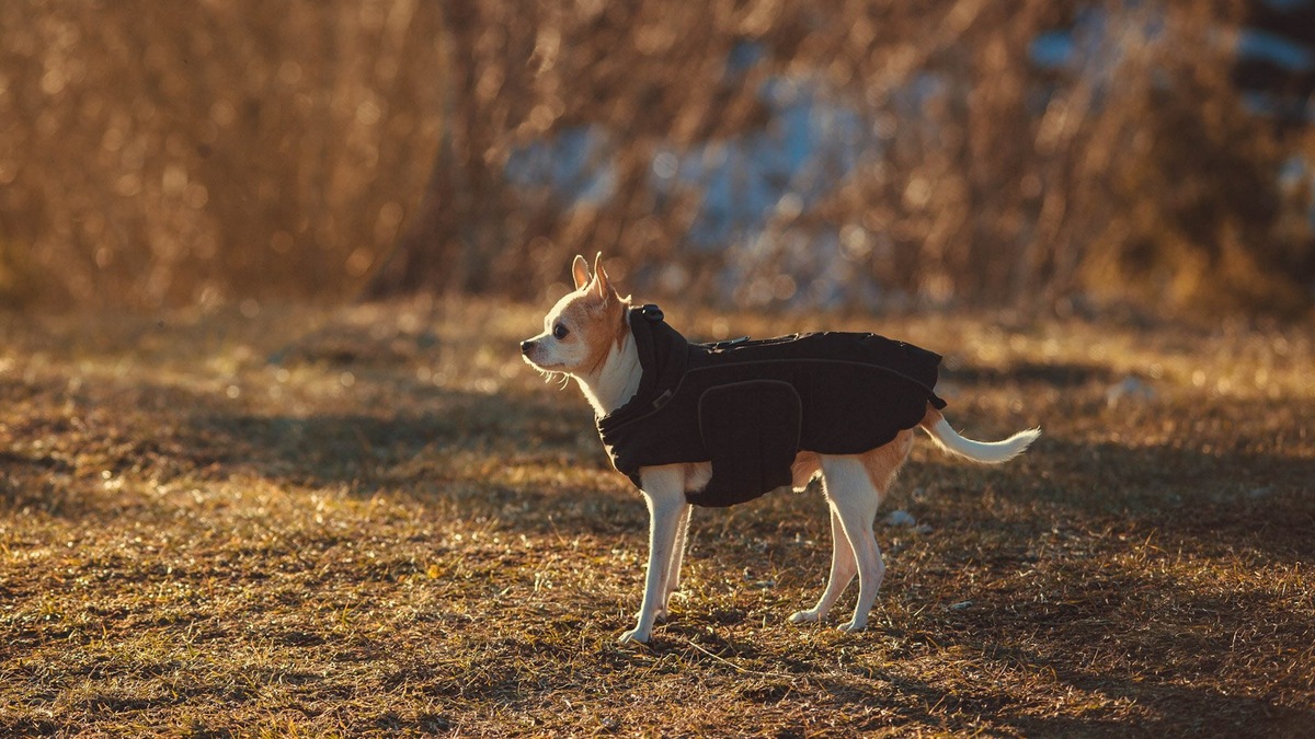    Возрастные изменения метаболизма требуют особого внимания к терморегуляции