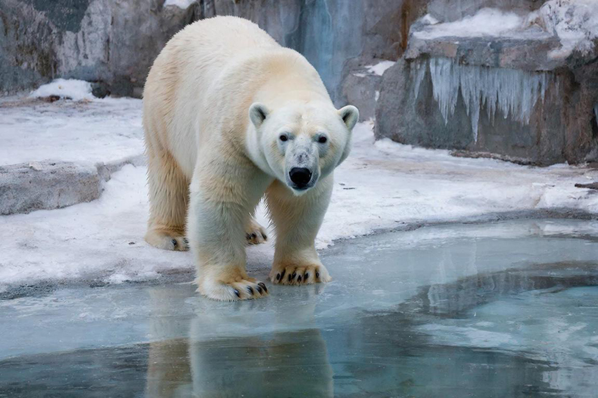Хатанга стабильно удерживает первенство любимицы екатеринбуржцев.  Фото: Изображение сгенерировано с помощью ИИ / Светлана Возмилова