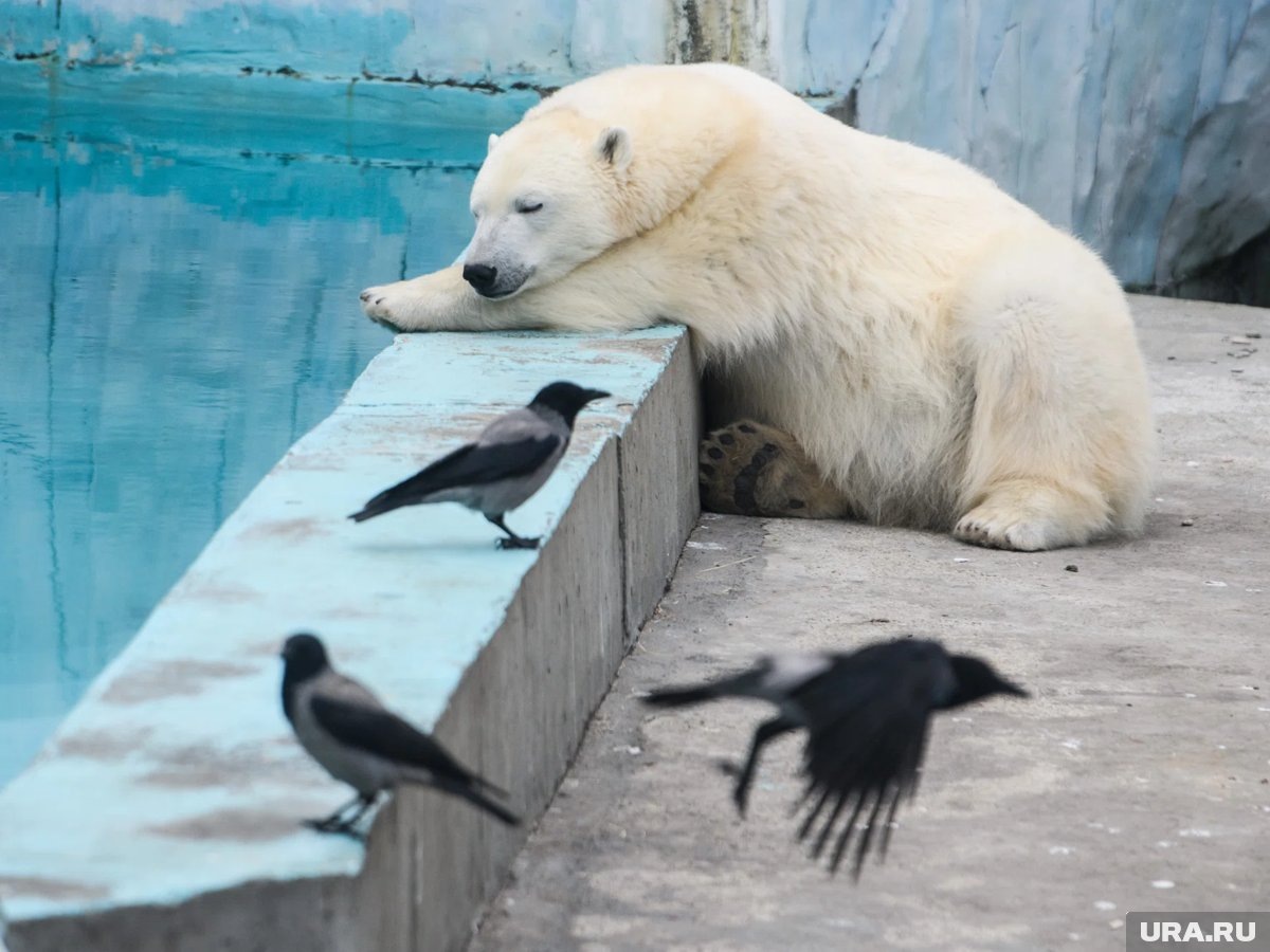     Медведица Хатанга победила в борьбе за титул Зооснегурочки