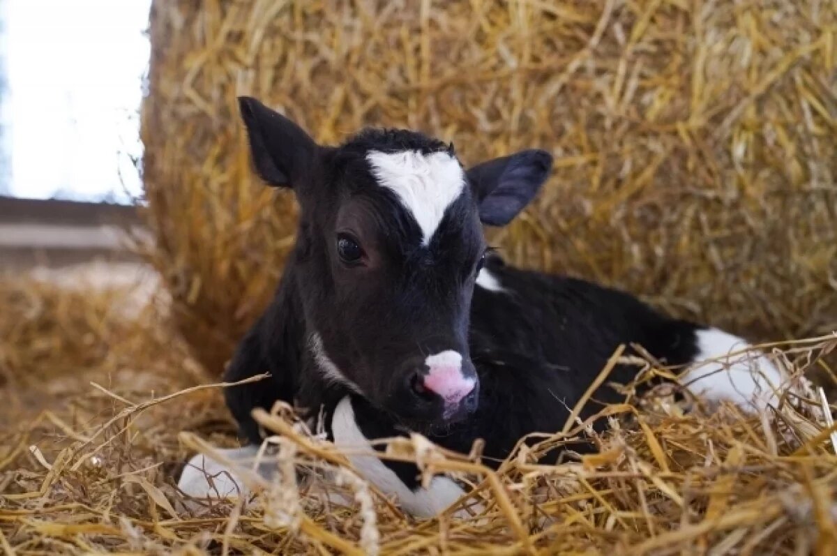    Новую породу коров вывели животноводы в Нижегородской области