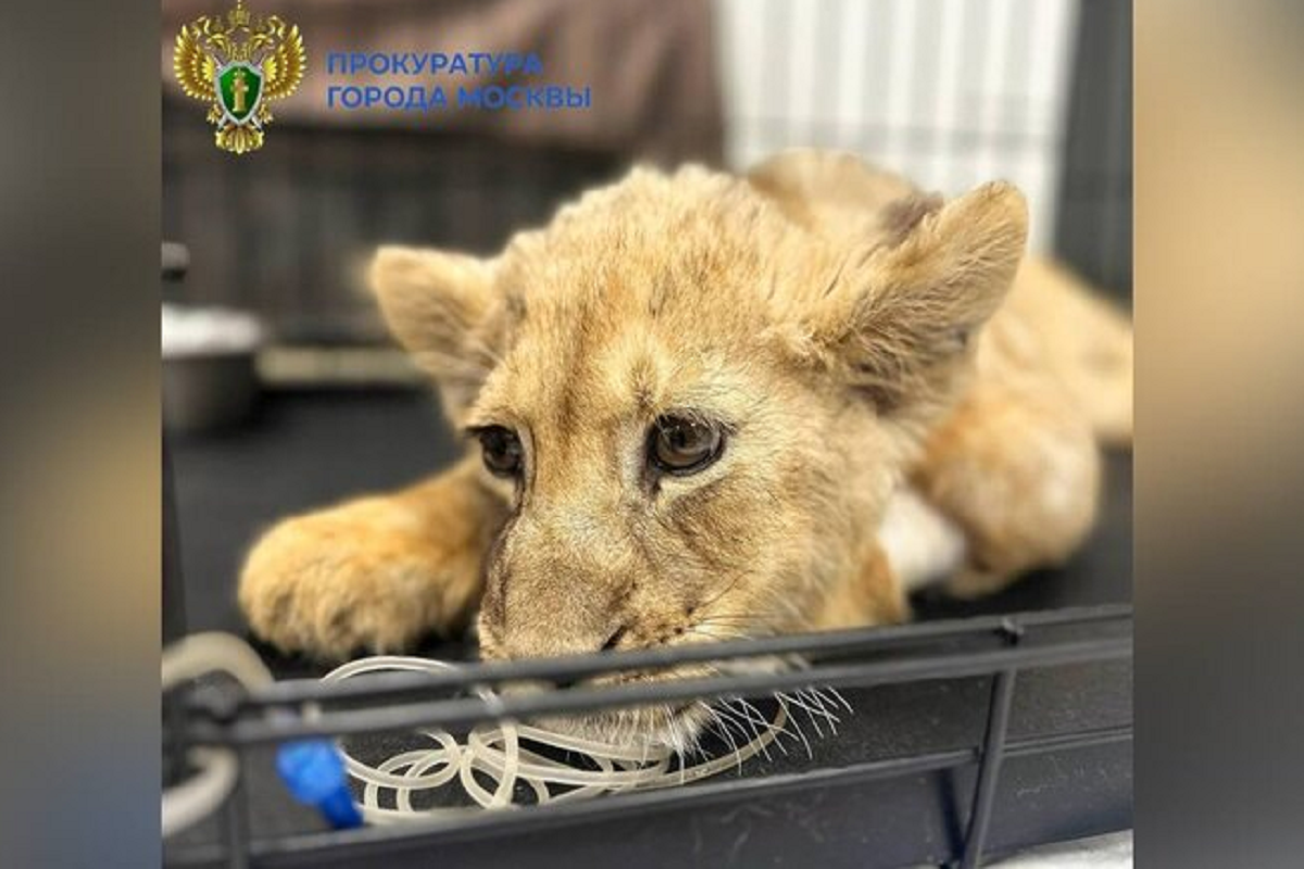    Фото: Пресс-служба, источник: ТГ-канал прокуратуры Москвы