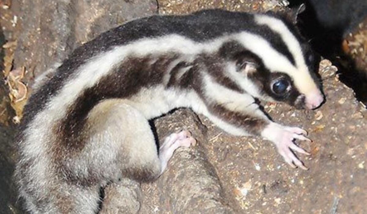     Полосатый кускус. Источник: mos ru Автор фото: Пресс-служба Мэра и Правительства Москвы