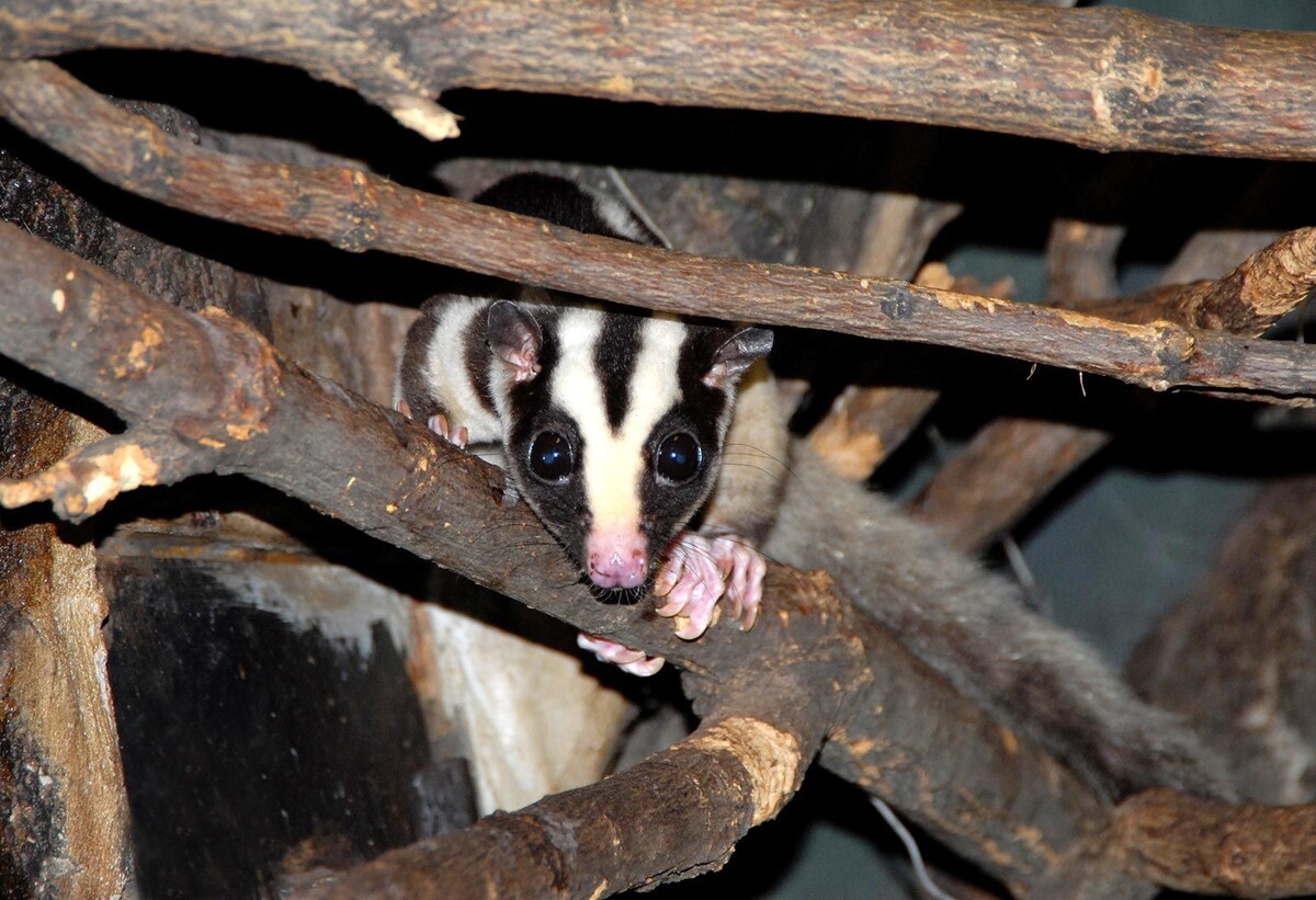    Обитатели Австралии пополнили коллекцию Московского зоопарка