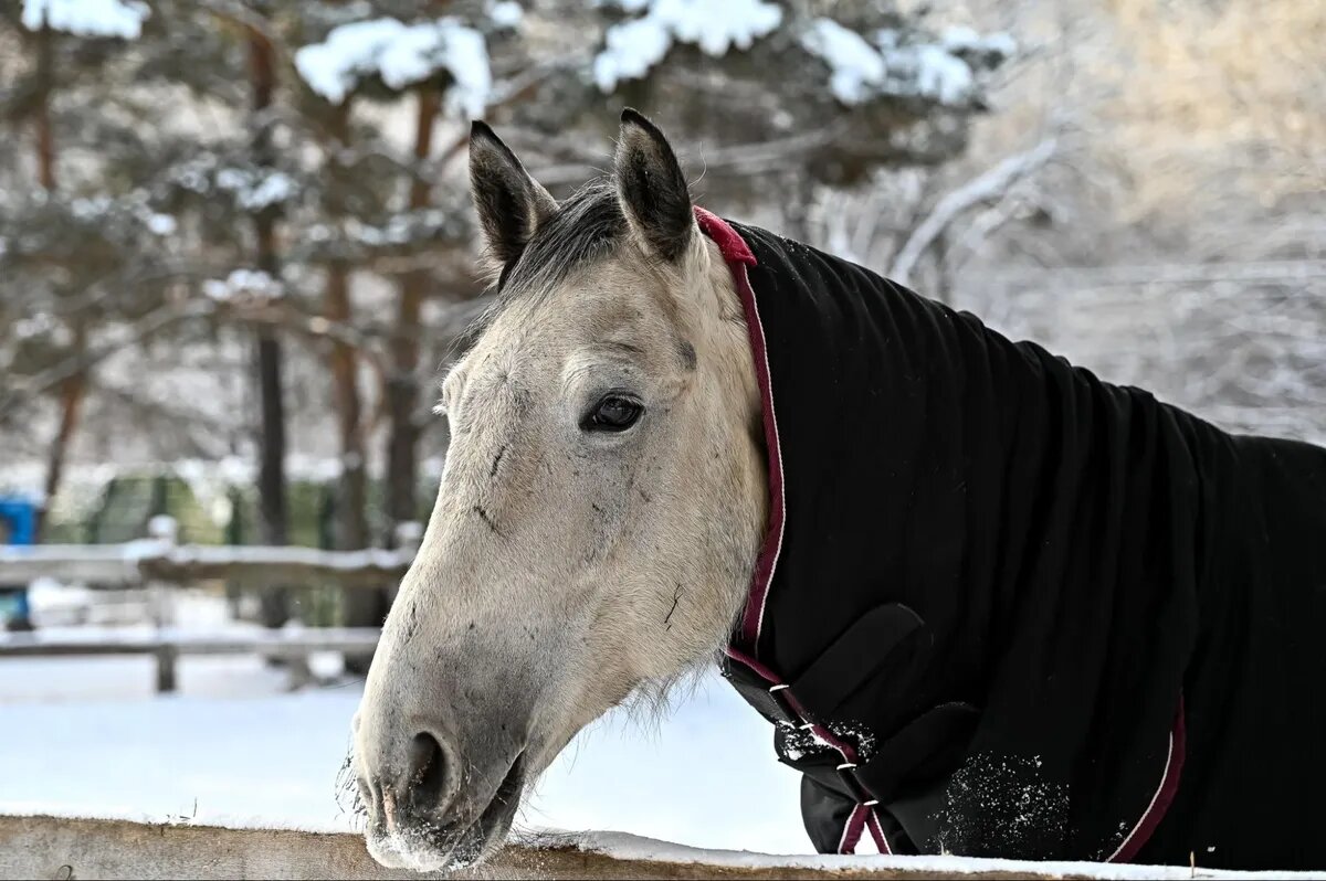 Лошади тоже любят стильно одеваться, особенно зимой  |Фото:Андрей Ткаченко