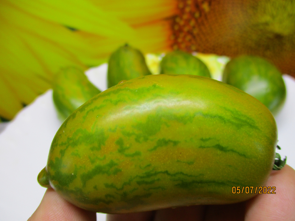 Томатный Гном Дерзкая Мери. №852 в каталоге ОГОРОДНАЯ АЗБУКА ОЛЬГИ ЧЕРНОВОЙ.