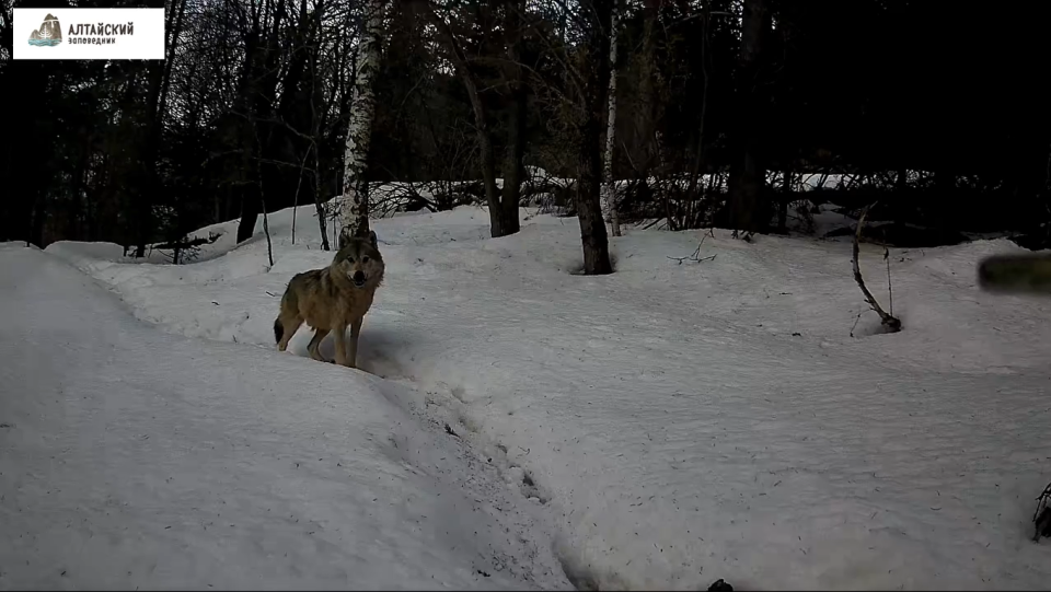    Волк в Алтайском заповеднике. Источник: Фотоловушка. Установка – Роман и Татьяна Воробьевы / t.me/altzap