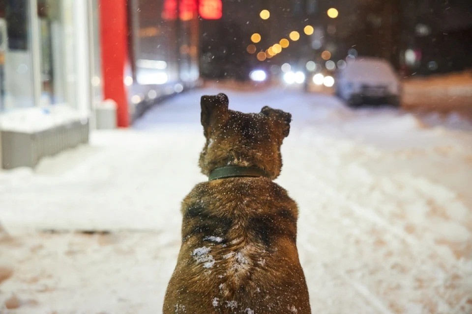    Значительного похолодания синоптики не прогнозируют. Оно и к лучшему! Николай ОБЕРЕМЧЕНКО
