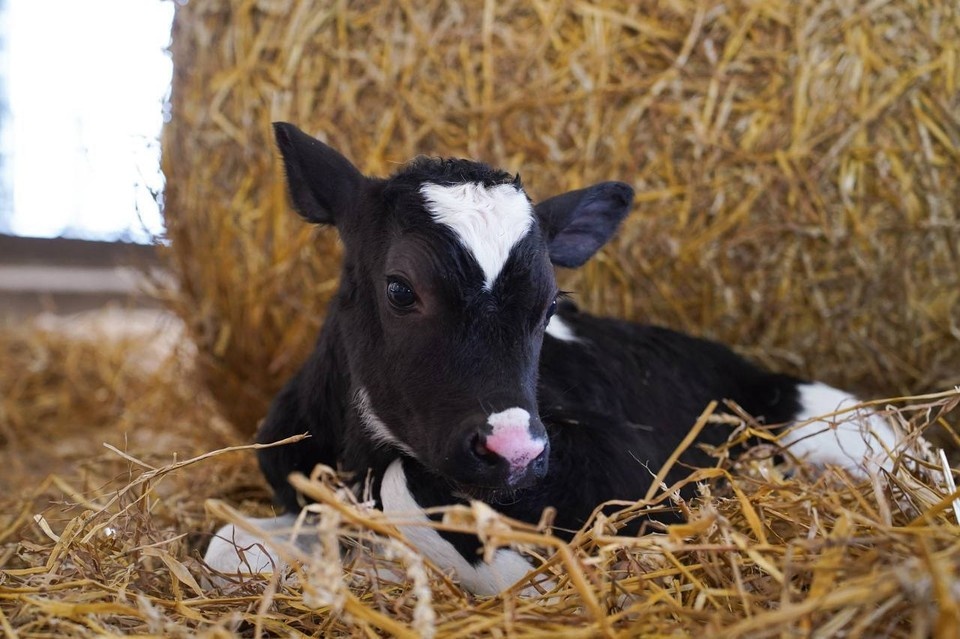    Первый теленок новой мясной породы появился на свет в Нижегородской области. Telegram-канал Глеба Никитина