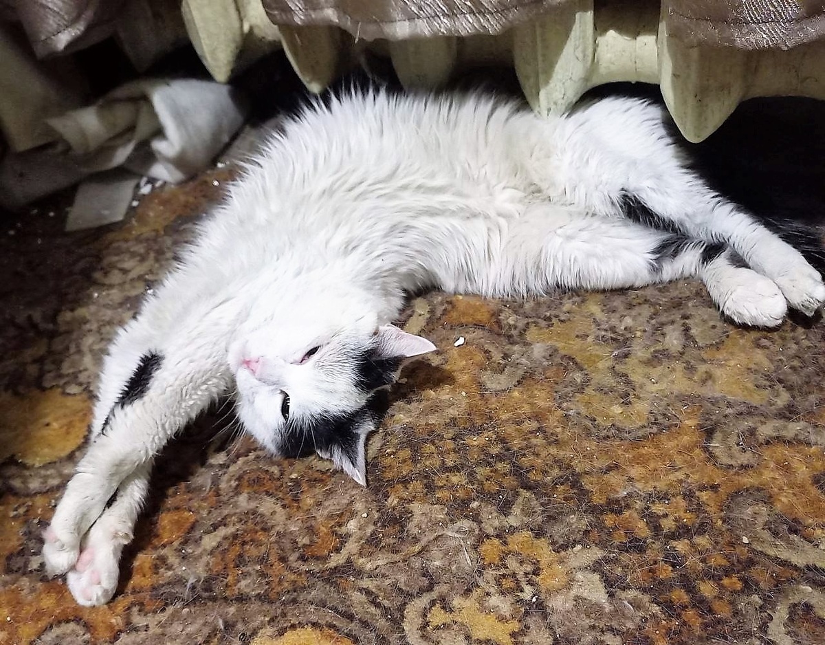 Сплошные наветы на лвпушку)