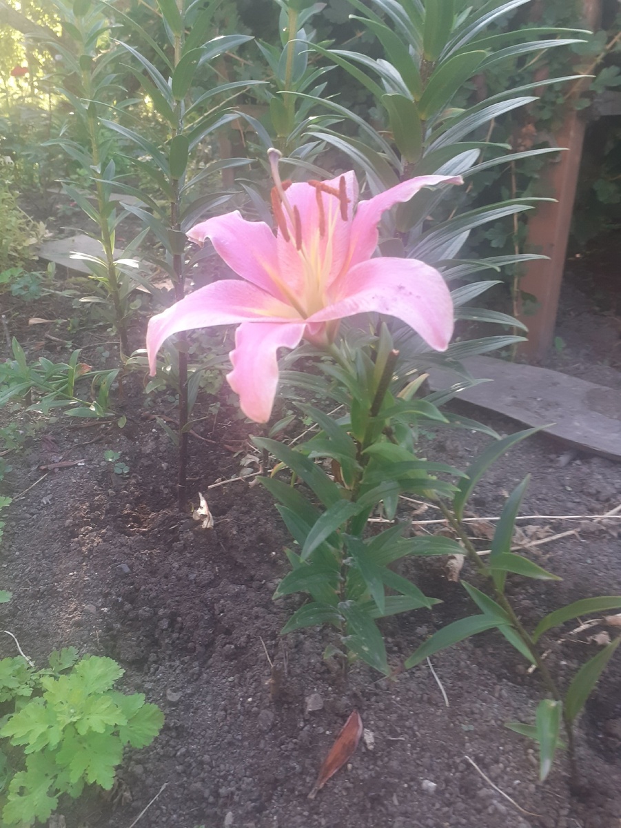 ЛИЛИИ ВЗОШЛИ НЕ ВСЕ