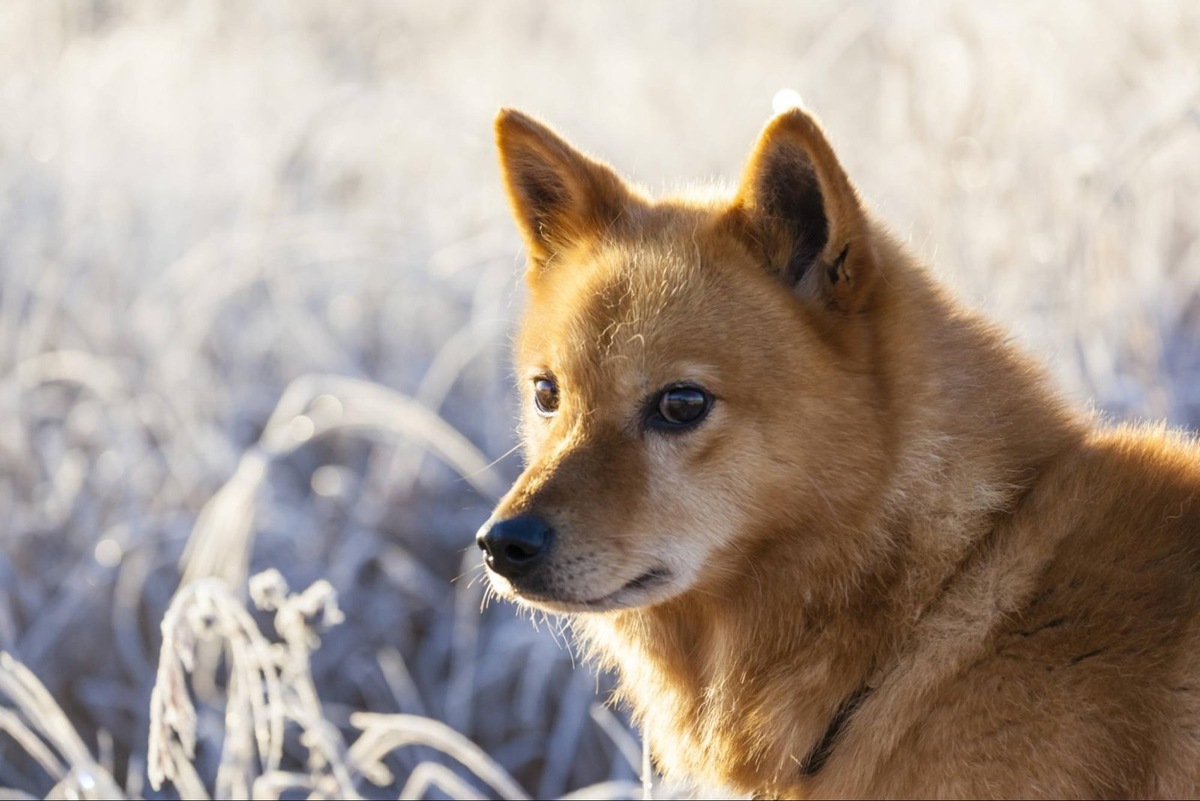    Рыжий шпиц — символ финского собаководства