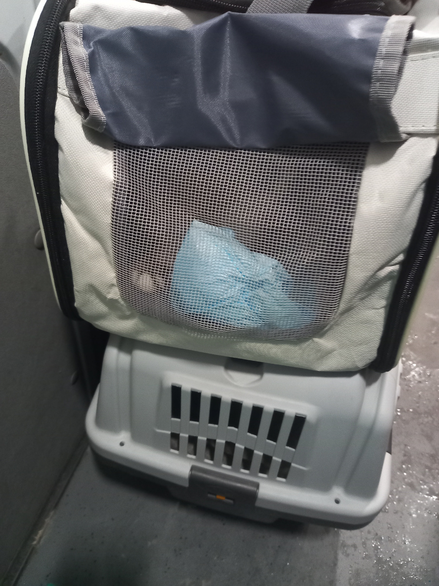 Коты в переносках