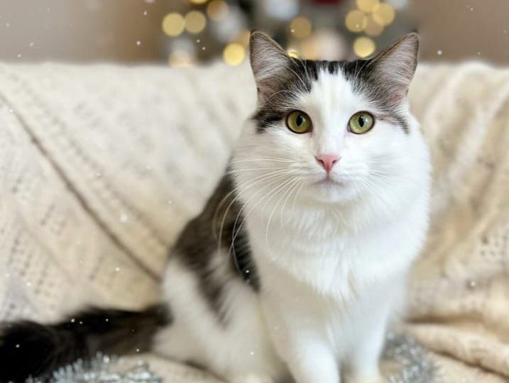 Ищем любящую семью для очаровательной Глаши.